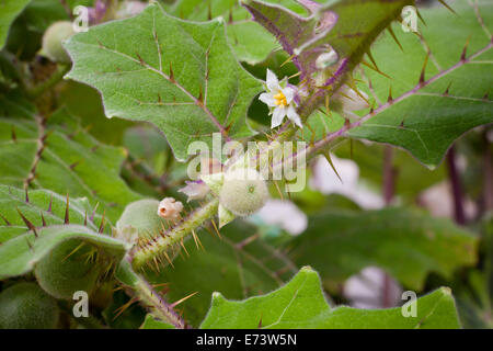 Naranjilla (little orange) plant (Solanum quitoense) Stock Photo