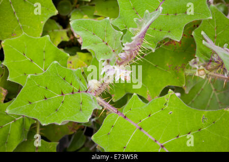 Naranjilla (little orange) plant (Solanum quitoense) Stock Photo