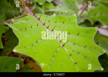 Naranjilla (little orange) plant (Solanum quitoense) Stock Photo