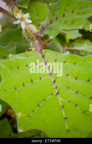 Naranjilla (little orange) plant (Solanum quitoense) Stock Photo