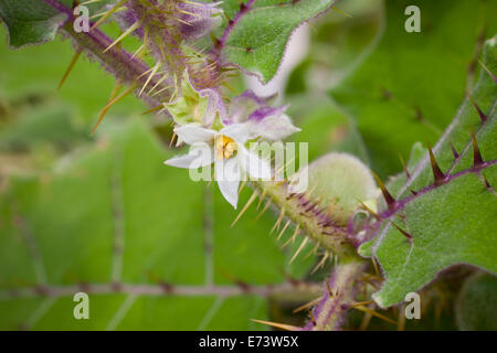 Naranjilla (little orange) plant (Solanum quitoense) Stock Photo