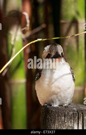 Kookaburra, australian bird Stock Photo