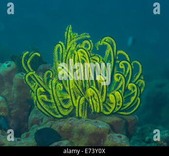 Yellow feather star on a coral Stock Photo