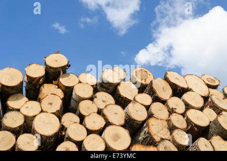 large pile of cut pine logs on blue sky background Stock Photo