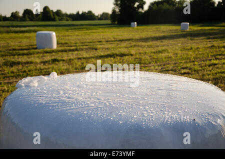 polythene wrapped grass bales haystacks fodder for animal on harvested meadow. Stock Photo