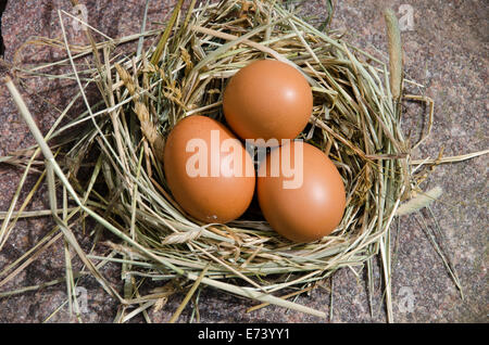 three chicken eggs in nest of hay on stone outdoor Stock Photo