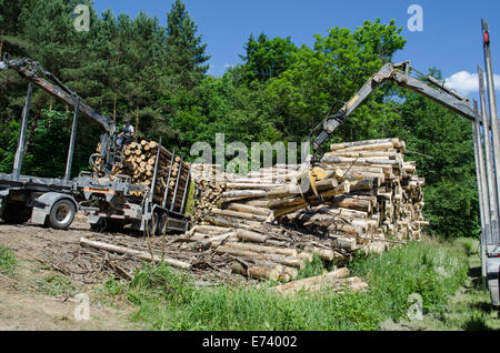 workers men load trailers trucks with special claw crane equipment. Heavy loader doing forestry work near forest. Stock Photo
