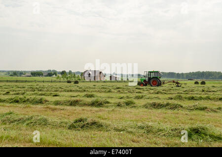 tractor turning raking cut hay with rotary rakes in agriculture field. Seasonal farm works. Stock Photo