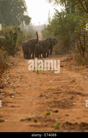 A family herd of elephant crossing the road