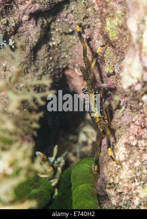 Flat rock crab on a coral Stock Photo