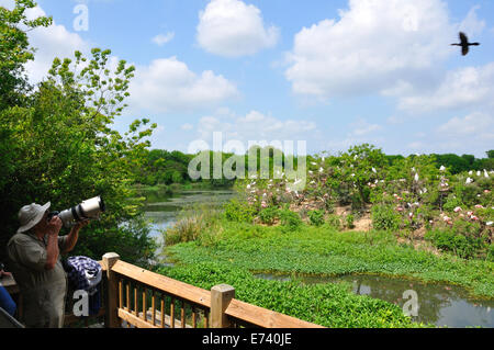 Wildlife photographer at Smith Oaks Bird Sanctuary rookery on High Island, near Galveston, Texas, USA Stock Photo