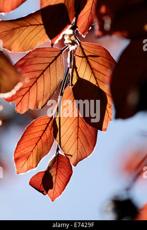 Leaves of copper beech in the Park of palace Festetics in Keszthely at Lake Balaton, Hungary Stock Photo