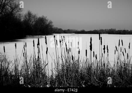 Black and white shot of a frozen Bowyers Water, a former gravel pit, with bulrushes in the foreground Stock Photo