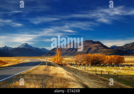 Farmland with grazing sheep and Mount Cook on background, Canterbury, New Zealand Stock Photo