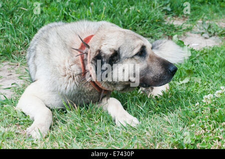 Turkish kangal 2024 spiked collar