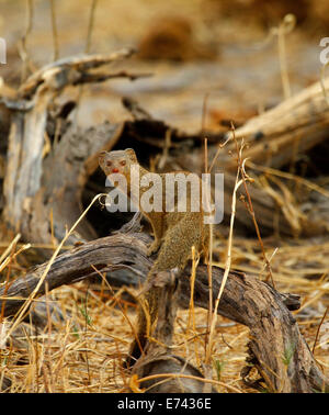 Yellow Mongoose in Botswana sometimes known as red meerkat. Diurnal wild animal carnivorous living in underground burrow system Stock Photo