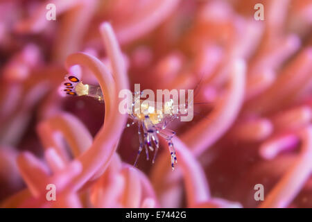 Glass shrimp hiding in an anemone Stock Photo
