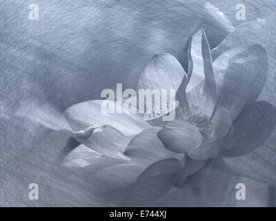 Closeup on lotus petal,Shallow Dof for adv or others purpose use Stock Photo