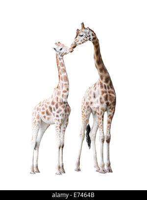 Two standing giraffes isolated on white Stock Photo