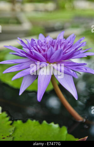 Nelumbo nucifera - Lotus flower Stock Photo