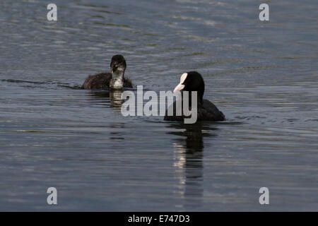 Adult Common Coot (Fulica atra) with juvenile, sometimes called the Eurasian Coot Stock Photo