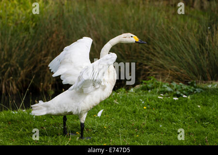 Bewick's Swan (Cygnus columbianus bewickii) Stock Photo