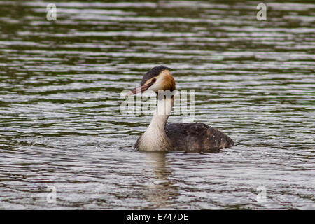 Adult Great Crested Grebe (Podiceps cristatus) swimming Stock Photo