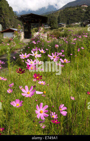 Eastern Bhutan, Trashi Yangtse, colourful wild cosmos flower-filled meadow beside Kulong Chu river Stock Photo