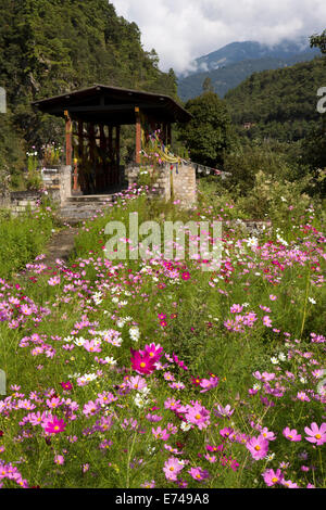 Eastern Bhutan, Trashi Yangtse, colourful wild cosmos flower-filled meadow beside wooden bridge Stock Photo