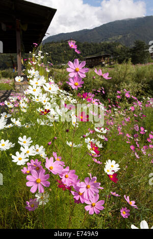 Eastern Bhutan, Trashi Yangtse, colourful wild cosmos flower-filled meadow below the dzong Stock Photo