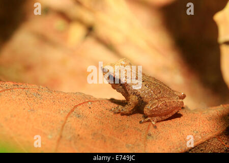 Sri Lanka Endemic frog (Pseudophilautus schneideri) in Kitulgala forest, Sri Lanka Stock Photo