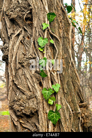 Ivy growing on a tree Stock Photo