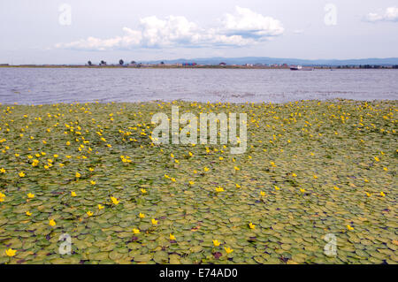 Yellow Water-lily, Brandy-Bottle (Núphar lútea) . Siberia, Russian Federation Stock Photo