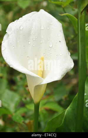 A Marsh Calla after the rain with water drops. Stock Photo