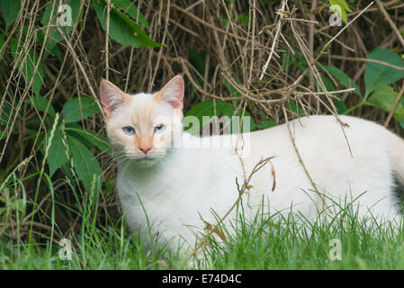 Lilac point Siamese cat Stock Photo