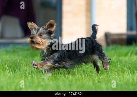 A Yorkshire Terrier puppy at play Stock Photo