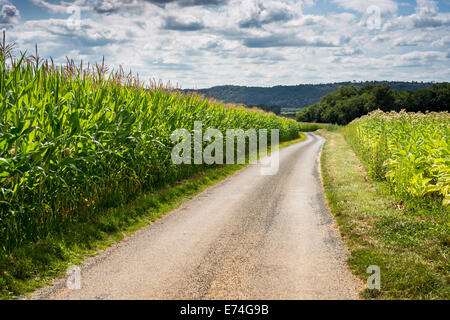 Path through Corn Fields in the Dordogne, France Stock Photo