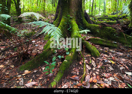 Mossy roots of giant tree and fern growing in deep mossy tropical rain forest. Nature background Stock Photo