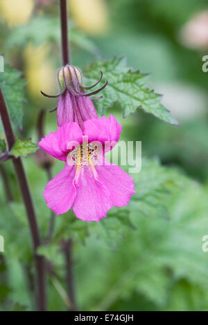 Rehmannia elata. Chinese foxglove flowers. Stock Photo