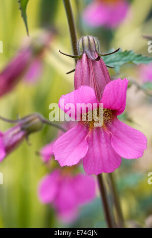 Rehmannia elata. Chinese foxglove flowers. Stock Photo
