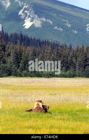 Alaska Brown Bear in Meadow Stock Photo - Alamy