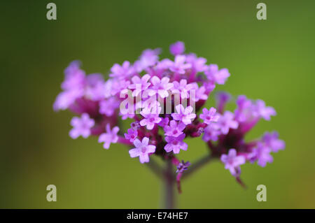 Verbena bonariensis flowerhead, shallow focus close up Stock Photo