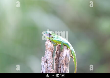 Black lipped Lizard (Calotes nigrilabris) in Sri Lanka Stock Photo