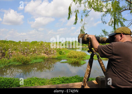 Wildlife photographer at Smith Oaks Bird Sanctuary rookery on High Island, near Galveston, Texas, USA Stock Photo