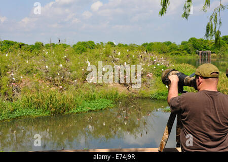 Wildlife photographer at Smith Oaks Bird Sanctuary rookery on High Island, near Galveston, Texas, USA Stock Photo