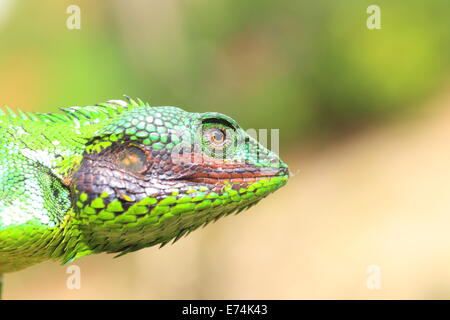 Black lipped Lizard (Calotes nigrilabris) in Sri Lanka Stock Photo