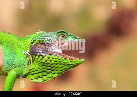 Black lipped Lizard (Calotes nigrilabris) in Sri Lanka Stock Photo