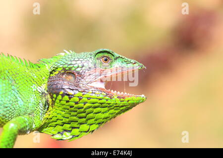 Black lipped Lizard (Calotes nigrilabris) in Sri Lanka Stock Photo