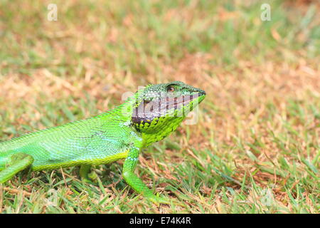 Black lipped Lizard (Calotes nigrilabris) in Sri Lanka Stock Photo