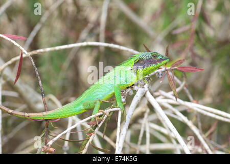 Black lipped Lizard (Calotes nigrilabris) in Sri Lanka Stock Photo